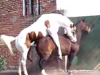 Horny brown mare gets fucked hard by the gate