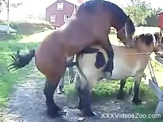 Stallions fucking makes the delight of this horny dude