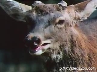 Animals at the zoo fucking, hot zoophilia compilation