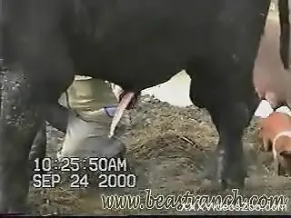Stiff bull's cock makes the delight of a horny man