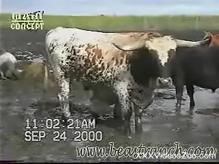 Horny bull teases horny zoophilia lover with the big dick