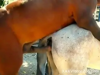 Stallion bangs female horse while guy tapes the whole thing