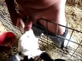 Naked man gets sucked and licked by a baby cow