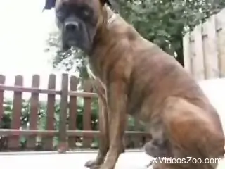 busty woman tries a bit of zoo fetish with her dog