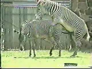 Zebras fucking at the zoo makes horny dude wants cock