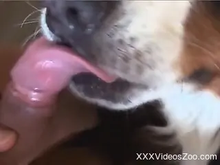 Dog licks sperm off man's dick during his masturbation solo