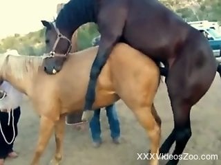 Stallions fuck in front of horny zoophilia lover