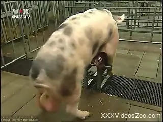 Man enjoys seeing pigs fucking right in front of him