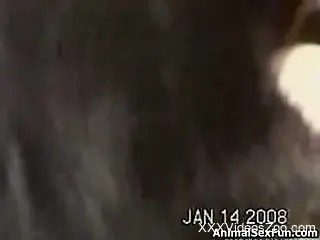 Furry dog penetrates woman's pussy in kinky modes