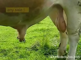 Guy loves taping bull's huge dick and big balls