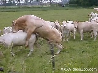 Cows fucking like crazy in the nature, enjoying hard sex