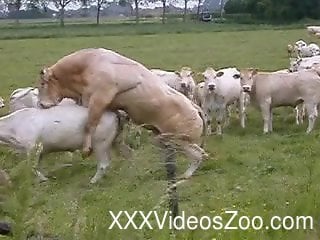 Fuck cow