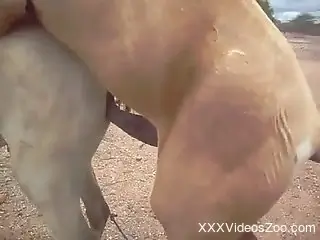 Stallion fucks female horse for the delight of amateur guy