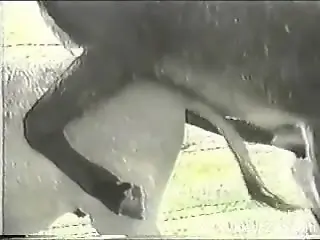 Horny dude loves taping the donkey fucking