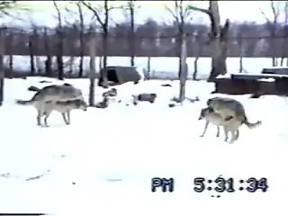 Voyeur video showing wolves fucking each other