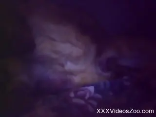Close up video of an incredibly cute yellow cat