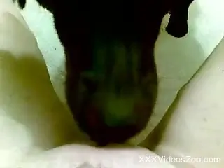 Dog licks man's cock while the guy tapes himself