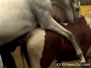 White stallion lazily fucking a mare's pussy