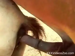 Brown stallion violently fucking a mare's pussy