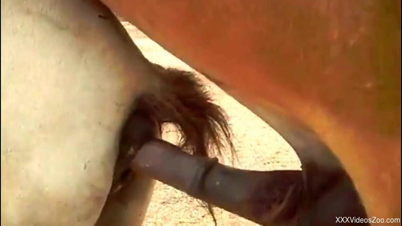 Sexy Mare Fuck - Brown stallion violently fucking a mare's pussy