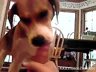 Amateur zoophilia on cam with a man and his Beagle