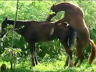 Two horses going crazy, fucking each other outdoors