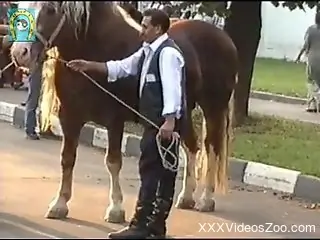 Brown stallion showcasing its erect cock in public