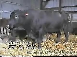 Black bulls are filmed from a steady camera