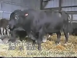Black bulls are filmed from a steady camera