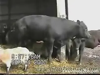 We love looking at these huge sexy animals