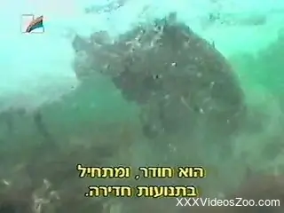 Ocean animals are being filmed by a camera crew