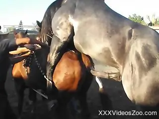 Black stallion drilling a brown mare's delicious cunt