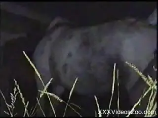 Outdoor bestiality video featuring a submissive mare
