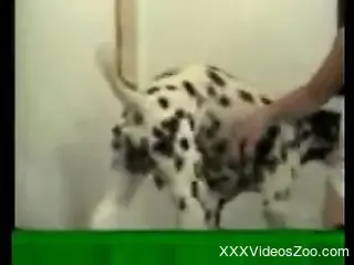 Hung Dalmatian pleasuring his tight-pussied owner