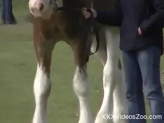 Voyeur-style bestiality porn video with a stallion