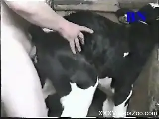 Thirsty zoophile fucking every animal on his farm