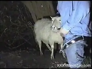 Horny farmer fucking a sheep's warm mouth on camera