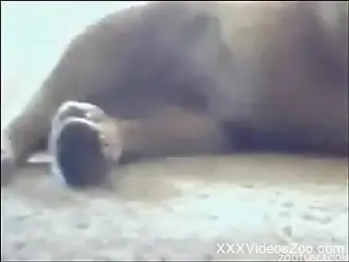 Blonde gets her pussy licked by a dog while camming