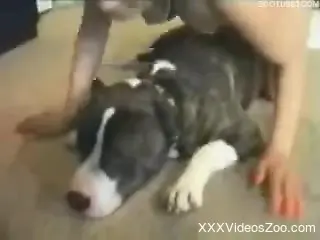 Vintage bestiality porn with a hairy pussy blonde
