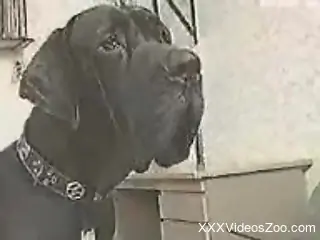 Big black dog is fucking a white busty woman