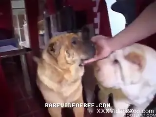 Blonde with saggy tits getting ruined by her dogs