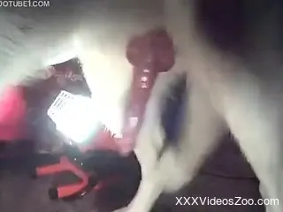 Tatted-up blonde with big boobs fucks her hung dog