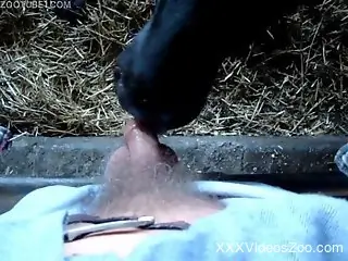 Dude gets a sloppy blowjob from a very sexy cow