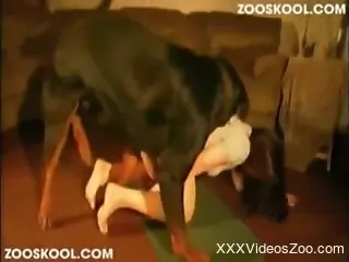 Doggy style fuck fest with a teen and her doggo