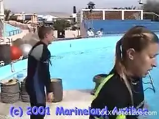 Dolphin showing off his sexy cock in the water
