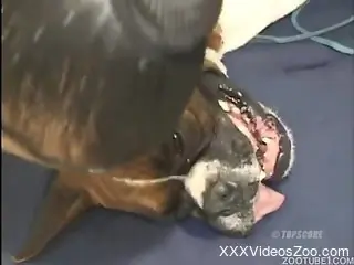 Latina with a nice cock enjoying hard anal with a dog