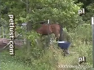 Horny bisexual farmer fucking mares and stallions