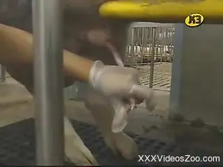 Kinky dude jerking a pig's cock in an educational video