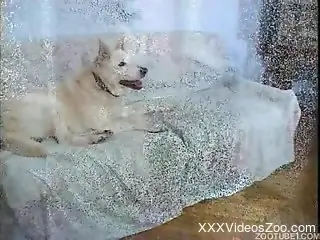 Naked women fucked by animals in scenes of group sex