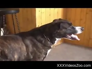Redheaded bestiality babe fucked by a dog in front of everyone